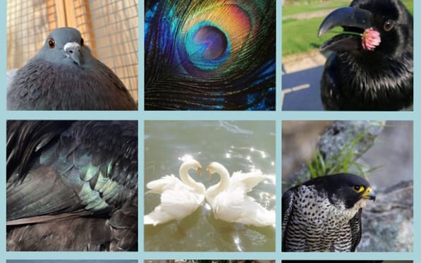 Pick Bird Things and Get a Bird Aesthetic - Quiz | Quotev