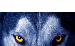 What Type of Werewolf are you? - Quiz | Quotev