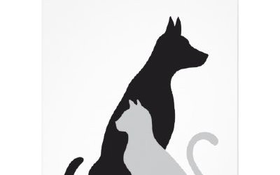 Pets| ( Neko! x Male! Reader x Puppy! Eren)| Reposted | Various x Reader drabbles | Quotev